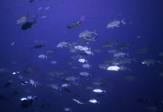 photo,material,free,landscape,picture,stock photo,Creative Commons,A school of horse mackerels, horse mackerel, , , Coral