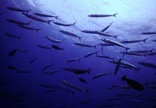 photo,material,free,landscape,picture,stock photo,Creative Commons,A school of fish, crowd, fish, eyeball, Coral