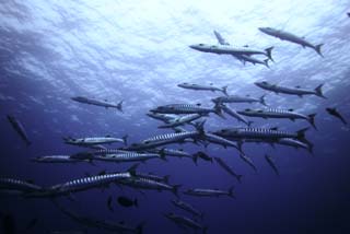 photo,material,free,landscape,picture,stock photo,Creative Commons,A school of barracuda, barracuda, Great barracuda, School of fish, The sea