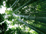 Foto, materieel, vrij, landschap, schilderstuk, bevoorraden foto,Bamboo bomen, , , , 