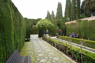 photo,material,free,landscape,picture,stock photo,Creative Commons,Generalife cypresses corridor, , , , 