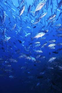 photo,material,free,landscape,picture,stock photo,Creative Commons,A school of horse mackerels, The sea, horse mackerel, , School of fish