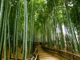 fotografia, material, livra, ajardine, imagine, proveja fotografia,Caminho em um arvoredo de bambu, , , , 
