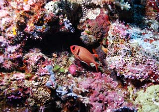 fotografia, material, livra, ajardine, imagine, proveja fotografia,Um peixe vermelho, O mar, Coral, , Na gua