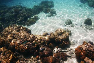 fotografia, material, livra, ajardine, imagine, proveja fotografia,Um artigo claro de uma ondulao, O mar, Coral, , No mar