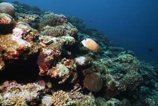 fotografia, material, livra, ajardine, imagine, proveja fotografia,Um peixe de um recife de coral, recife de coral, Coral, No mar, fotografia subaqutica