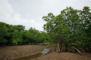 Foto, materiell, befreit, Landschaft, Bild, hat Foto auf Lager,Ein Wald einer Mangrove, Mangrove, Fluss, Fiedlerkrabbe, Watt