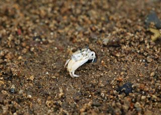 photo,material,free,landscape,picture,stock photo,Creative Commons,A fiddler crab, crab, , , fiddler crab