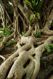 fotografia, material, livra, ajardine, imagine, proveja fotografia,Uma ambio de uma rvore de banyan, banytree, raiz, A zona tropical, 