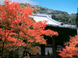 fotografia, material, livra, ajardine, imagine, proveja fotografia,Bordo e Eikando (templo de Zenrinji), folhas de outono, , , 