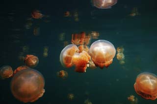 foto,tela,gratis,paisaje,fotografa,idea,Unas medusas cruzar, Medusas, , , 
