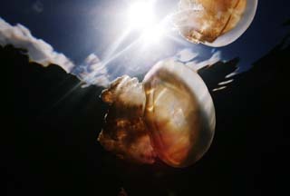 foto,tela,gratis,paisaje,fotografa,idea,Un prisma de medusas, Medusas, , , 