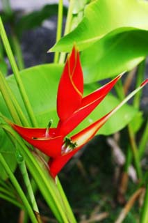 photo,material,free,landscape,picture,stock photo,Creative Commons,A tropical red flower, Red, flower, The tropical zone, southern country