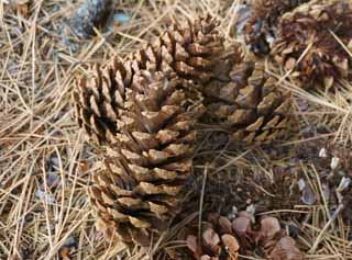 photo,material,free,landscape,picture,stock photo,Creative Commons,Pinecone, , , , 