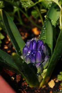 photo,material,free,landscape,picture,stock photo,Creative Commons,A bud of a hyacinth, Blue, hyacinth, , bud