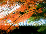 fotografia, materiale, libero il panorama, dipinga, fotografia di scorta,Acero ed Eikando (tempio di Zenrinji), foglie di autunno, , , 