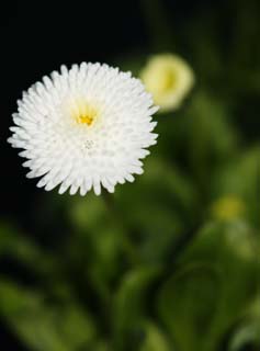 photo,material,free,landscape,picture,stock photo,Creative Commons,White Daisy, White, Daisy, flower, petal