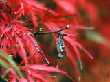 photo,material,free,landscape,picture,stock photo,Creative Commons,Bagworm hanging on a maple twig, bagworm, autumn leaves, , 