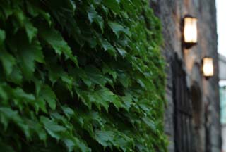 photo,material,free,landscape,picture,stock photo,Creative Commons,Ivy of a stone warehouse, It is made of stone, door, lamp, Ivy