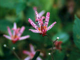 photo,material,free,landscape,picture,stock photo,Creative Commons,Toadlily flowers, , , , 