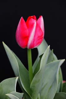 fotografia, material, livra, ajardine, imagine, proveja fotografia,Uma tulipa vermelho-e-branca, , tulipa, ptala, planta em vaso