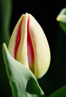 fotografia, material, livra, ajardine, imagine, proveja fotografia,O. ptala que eu escondi, , tulipa, ptala, planta em vaso