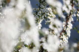 photo,material,free,landscape,picture,stock photo,Creative Commons,Spring of Spiraea, , spiraea, spirea, In spring
