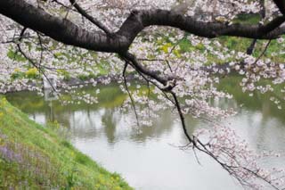 fotografia, materiale, libero il panorama, dipinga, fotografia di scorta,Un albero ciliegio ad un fossato, albero ciliegio, , , Yoshino albero ciliegio