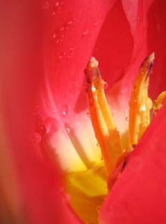 photo,material,free,landscape,picture,stock photo,Creative Commons,The palace of crimson spring, , tulip, , drop of water