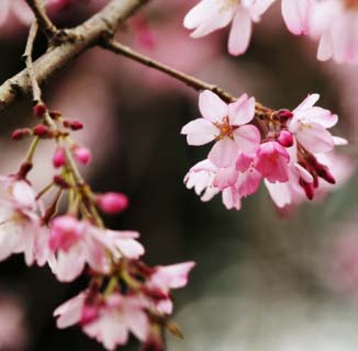 photo,material,free,landscape,picture,stock photo,Creative Commons,The world of a cherry tree, cherry tree, , , petal