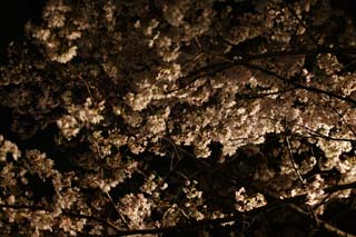 Foto, materiell, befreit, Landschaft, Bild, hat Foto auf Lager,Helligkeit, zu gehen, bei Nacht Kirschenblten zu sehen, Kirschenbaum, , , Yoshino Kirschenbaum