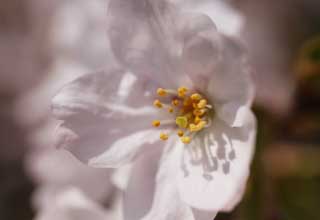 fotografia, material, livra, ajardine, imagine, proveja fotografia,Umas flores de rvore de cereja, rvore de cereja, , , Yoshino cereja rvore