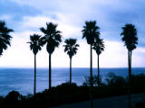 Foto, materieel, vrij, landschap, schilderstuk, bevoorraden foto,Palma bomen, Zee, Lucht, , 