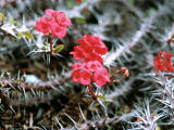 photo,material,free,landscape,picture,stock photo,Creative Commons,Thorny red flowers, red, thorn, , 