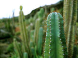 photo,material,free,landscape,picture,stock photo,Creative Commons,Solitude in the masses, cactus, thorn, , 