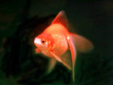 , , , , ,  .,  ., , goldfish, , 