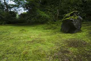 photo,material,free,landscape,picture,stock photo,Creative Commons,The House of encyclopedic knowledge of Matsushima, Moss, rock, , 
