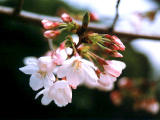 photo,material,free,landscape,picture,stock photo,Creative Commons,Cluster of cherry blossoms, cherry blossom, , , 
