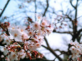 photo,material,free,landscape,picture,stock photo,Creative Commons,Spray of cherry blossoms, cherry blossom, , , 