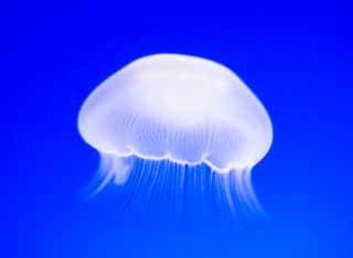 photo,material,free,landscape,picture,stock photo,Creative Commons,It is a flight of a jellyfish without looking, jellyfish, , , 