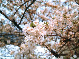 photo,material,free,landscape,picture,stock photo,Creative Commons,Cherry blossoms, cherry blossom, , , 