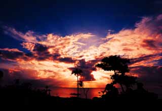 fotografia, materiale, libero il panorama, dipinga, fotografia di scorta,La silhouette di paese meridionale che brucia, albero di palme, Il sole di setting, nube, Il mare
