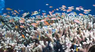 fotografia, material, livra, ajardine, imagine, proveja fotografia,Peixe-vermelho Hana Dai, recife de coral, Peixe tropical, HanDai, 