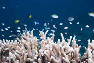 fotografia, material, livra, ajardine, imagine, proveja fotografia,O peixe pequeno que agrupa a coral, recife de coral, Peixe tropical, , 