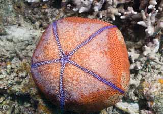 fotografia, material, livra, ajardine, imagine, proveja fotografia,Uma estrela-do-mar de almofada, recife de coral, Com pessoa, estrela-do-mar, 