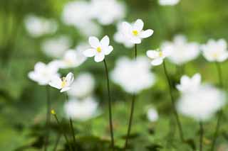 photo,material,free,landscape,picture,stock photo,Creative Commons,An anemone, anemone, I am similar, and Rin is so, white blossom, 