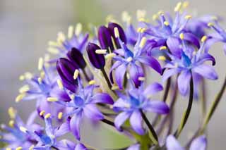 fotografia, material, livra, ajardine, imagine, proveja fotografia,Coleo de um flsculo violeta azulado, Violeta azulada, flor, , 