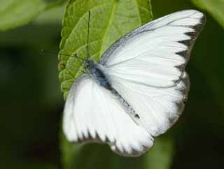 photo,material,free,landscape,picture,stock photo,Creative Commons,A break of a white butterfly, butterfly, , , 