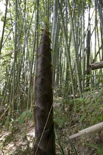 photo, la matire, libre, amnage, dcrivez, photo de la rserve,La pousse du bambou qui grandit  un tirement, genre de bambou pais- tige, Takebayashi, , pousse du bambou