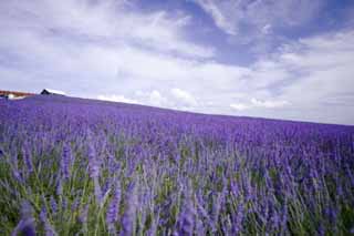 Foto, materiell, befreit, Landschaft, Bild, hat Foto auf Lager,Ein Lavendel, Lavendel, Blumengarten, Bluliches Violett, Herb